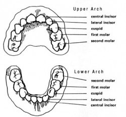 Which Baby Teeth Fall Out Chart
