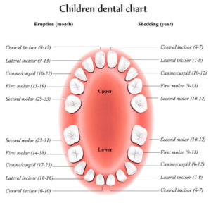 what age do canine teeth fall out